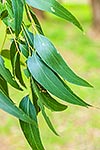 Messmate Stringyback tree leaves