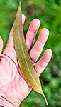 Messmate Stringyback tree leaves