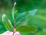 White Stringybark gum tree