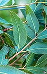 White Stringybark gum tree