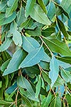 White Stringybark gum tree