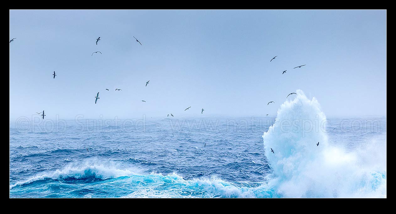 Image of Bounty Islands seascape with reef breaking waves, and mollymawks soaring above this remote barren rocky island group. Moutere Hauriri. Panorama, Bounty Islands, NZ Sub Antarctic District, NZ Sub Antarctic Region, New Zealand (NZ) stock photo image