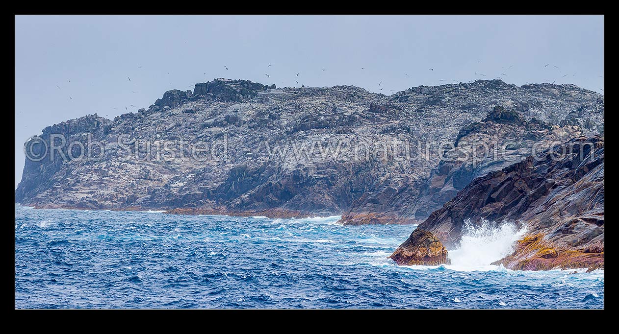 Image of Bounty Islands (Moutere Hauriri) amongst Main Group, Depot Island beyond Lion Island with penguin, albatross and NZ fur seals crowding the rocky landscape. Panorama, Bounty Islands, NZ Sub Antarctic District, NZ Sub Antarctic Region, New Zealand (NZ) stock photo image