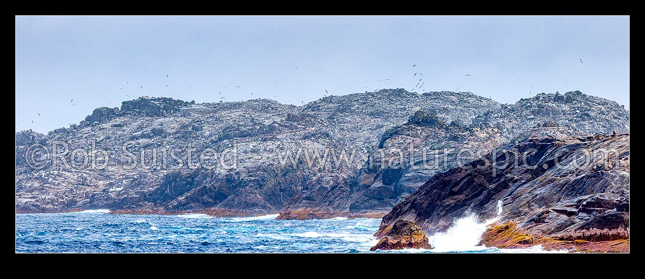 Image of Bounty Islands (Moutere Hauriri) amongst Main Group, Depot Island beyond Lion Island with penguin, albatross and NZ fur seals crowding the rocky landscape. Panorama, Bounty Islands, NZ Sub Antarctic District, NZ Sub Antarctic Region, New Zealand (NZ) stock photo image