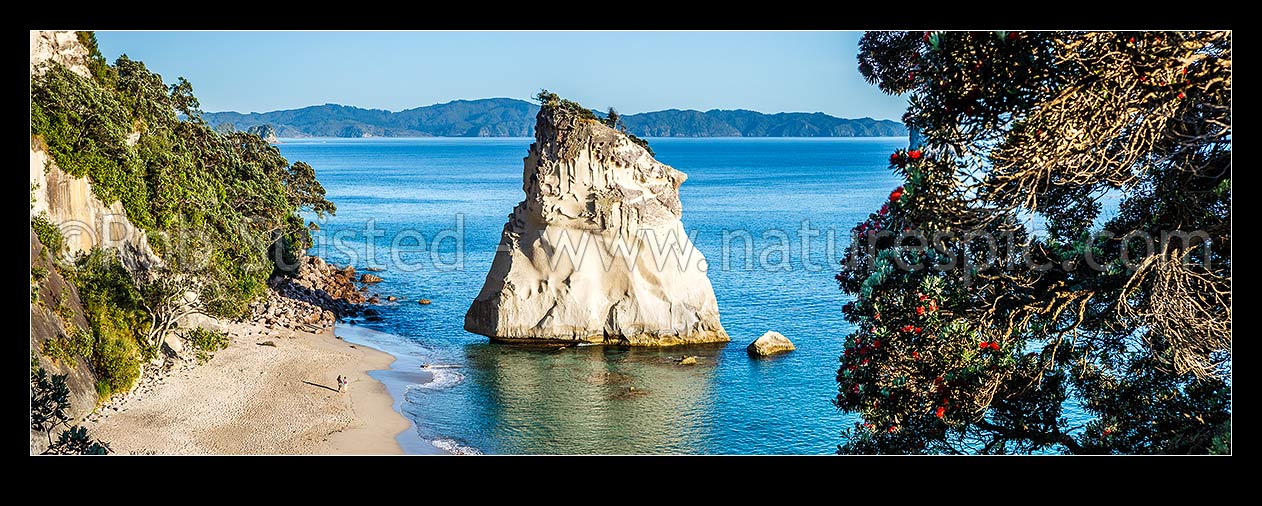 Image of Cathedral Cove beach early morning with visitors walking on beach. Flowering pohutukawa tree on right. Panorama, Hahei, Thames-Coromandel District, Waikato Region, New Zealand (NZ) stock photo image