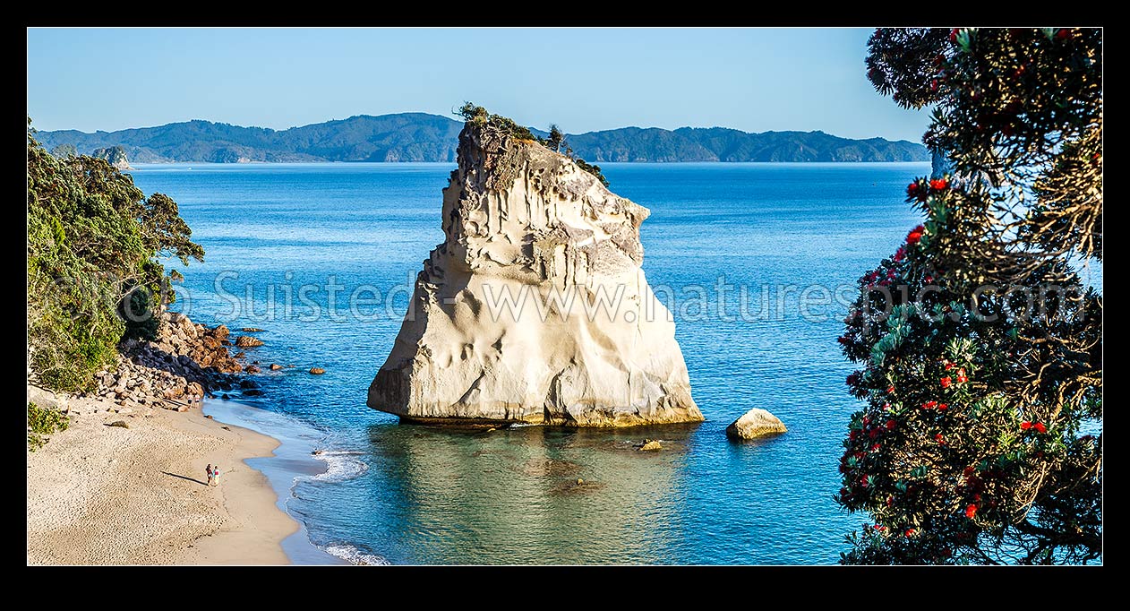 Image of Cathedral Cove beach early morning with visitors walking on beach. Flowering pohutukawa tree on right. Panorama, Hahei, Thames-Coromandel District, Waikato Region, New Zealand (NZ) stock photo image