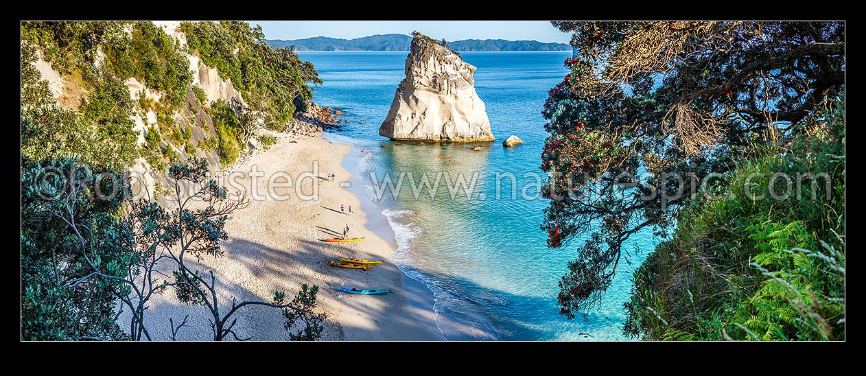 Image of Cathedral Cove beach with early morning kayakers on beach, having kayaked to the beach. Flowering pohutukawa tree overhanging on right. Panorama, Hahei, Thames-Coromandel District, Waikato Region, New Zealand (NZ) stock photo image