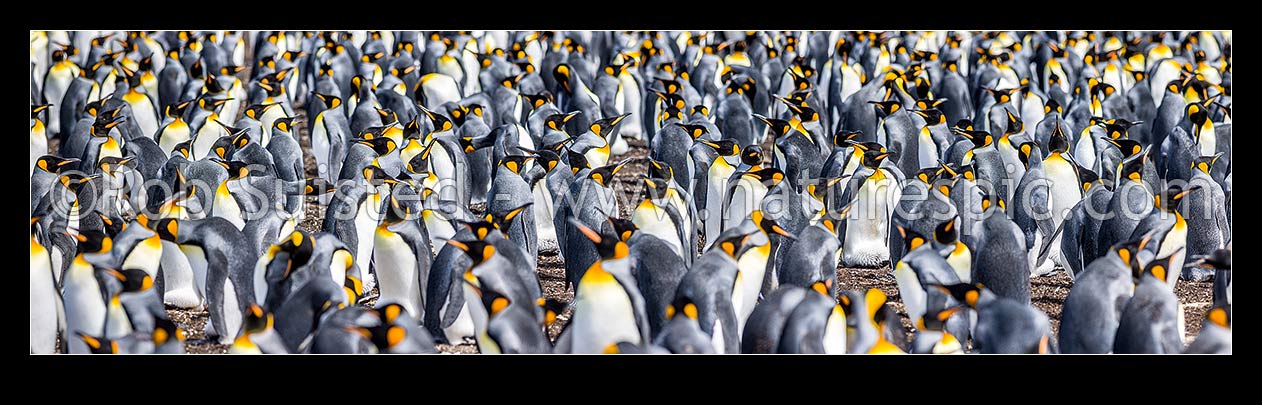 Image of King Penguin colony (Aptenodytes patagonicus) with thousands of breeding pairs. Panorama, Falkland Islands stock photo image