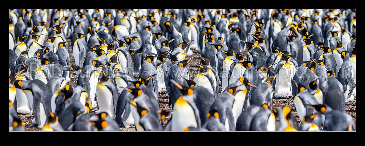 Image of King Penguin colony (Aptenodytes patagonicus) with thousands of breeding pairs. Panorama, Falkland Islands stock photo image