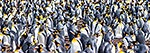 King Penguin Colony panorama