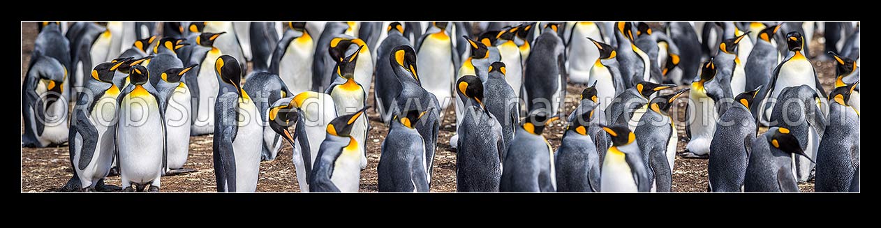 Image of King Penguin colony (Aptenodytes patagonicus). A closeup section of thousands of breeding pairs incubating eggs and preening. Panorama, Falkland Islands stock photo image