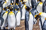 King Penguin colony