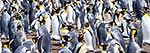 King Penguin colony panorama