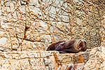 Fur seal, Nuggets Point, Otago