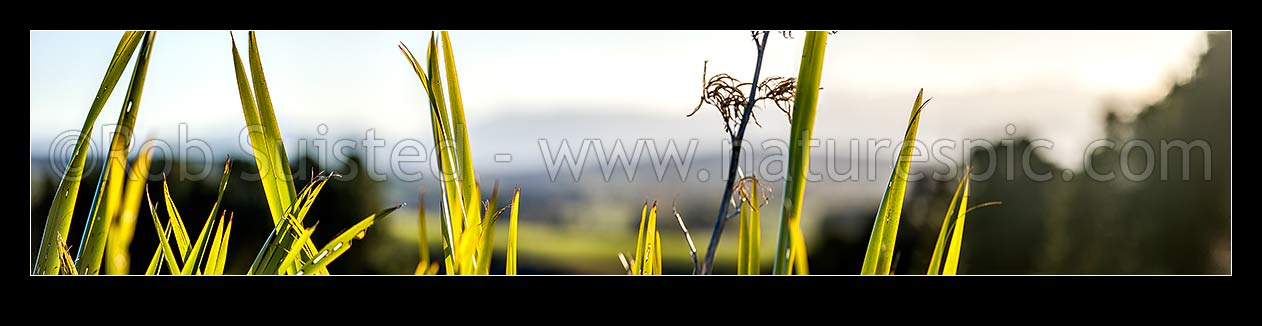 Image of Flax leaves backlit and glowing green by afternoon sunlight (Phormium tenax). Panorama with rural backdrop, New Zealand (NZ) stock photo image