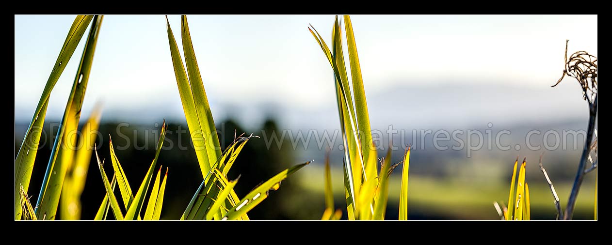 Image of Flax leaves backlit and glowing green by afternoon sunlight (Phormium tenax). Panorama with rural backdrop, New Zealand (NZ) stock photo image