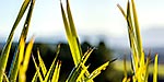 Flax leaves