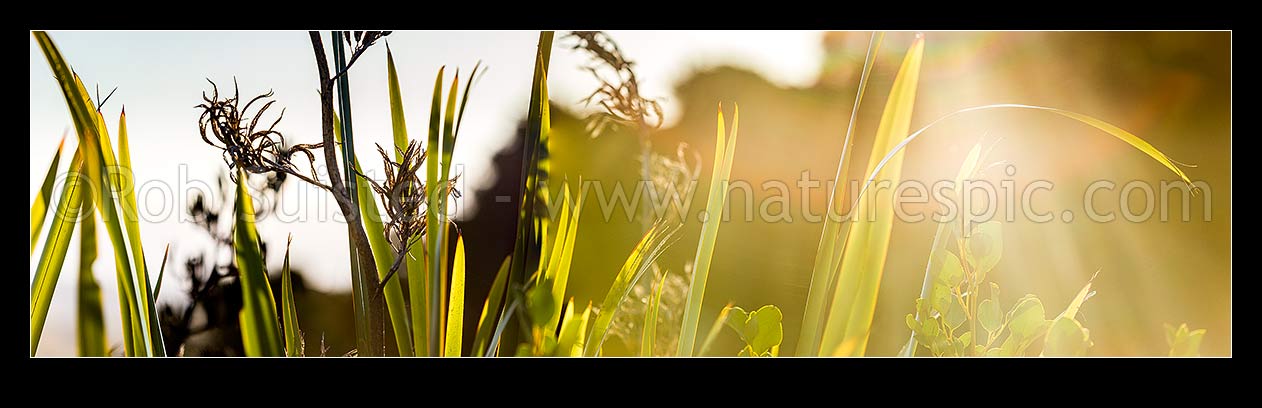 Image of Flax leaves backlit and glowing green by afternoon sunlight (Phormium tenax), with broadleaf (Griselinia littoralis). Panorama, New Zealand (NZ) stock photo image