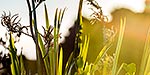 Flax leaves panorama, NZ native