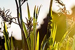 Flax leaves panorama, NZ native