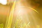 Flax and broadleaf sunlit leaves