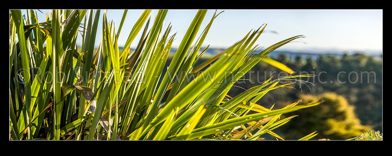 Image of Flax leaves backlit and glowing green by afternoon sunlight (Phormium tenax). Panorama with rural backdrop, New Zealand (NZ) stock photo image