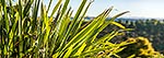 Flax leaves