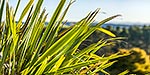 Flax leaves, NZ native plant