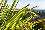 Flax leaves, NZ native plant