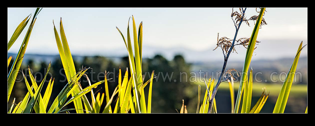 Image of Flax leaves backlit and glowing green by afternoon sunlight (Phormium tenax). Panorama with rural backdrop, New Zealand (NZ) stock photo image