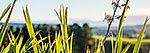 Flax leaves, NZ native plant