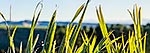 Flax leaves, NZ native plant