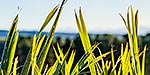 Flax leaves