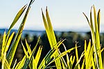 Flax leaves