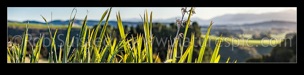 Image of Flax leaves backlit and glowing green by afternoon sunlight (Phormium tenax). Panorama with rural backdrop, New Zealand (NZ) stock photo image