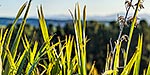 Flax leaves