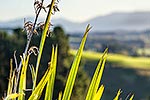 Flax leaves