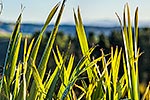 Flax leaves