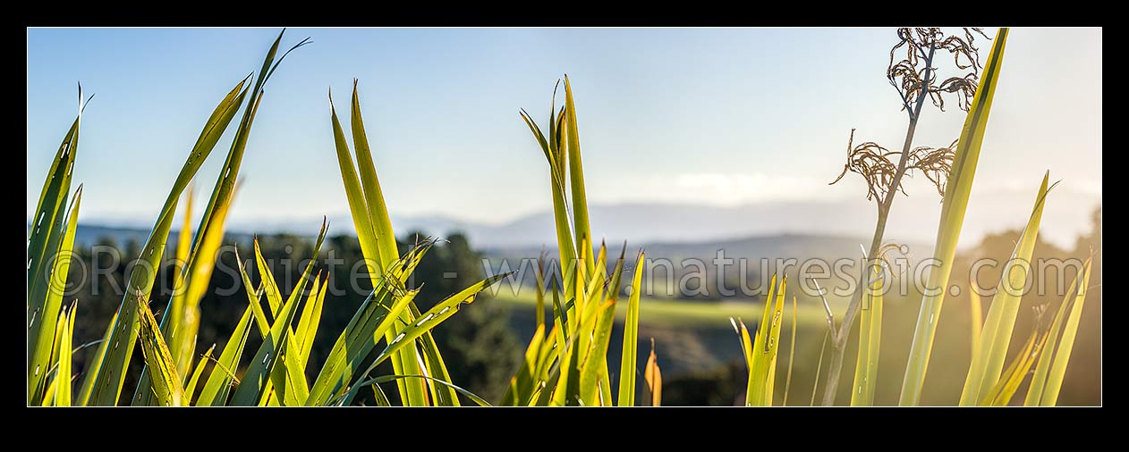 Image of Flax leaves backlit and glowing green by afternoon sunlight (Phormium tenax). Panorama with rural backdrop, New Zealand (NZ) stock photo image