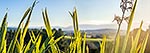 Flax leaves panorama