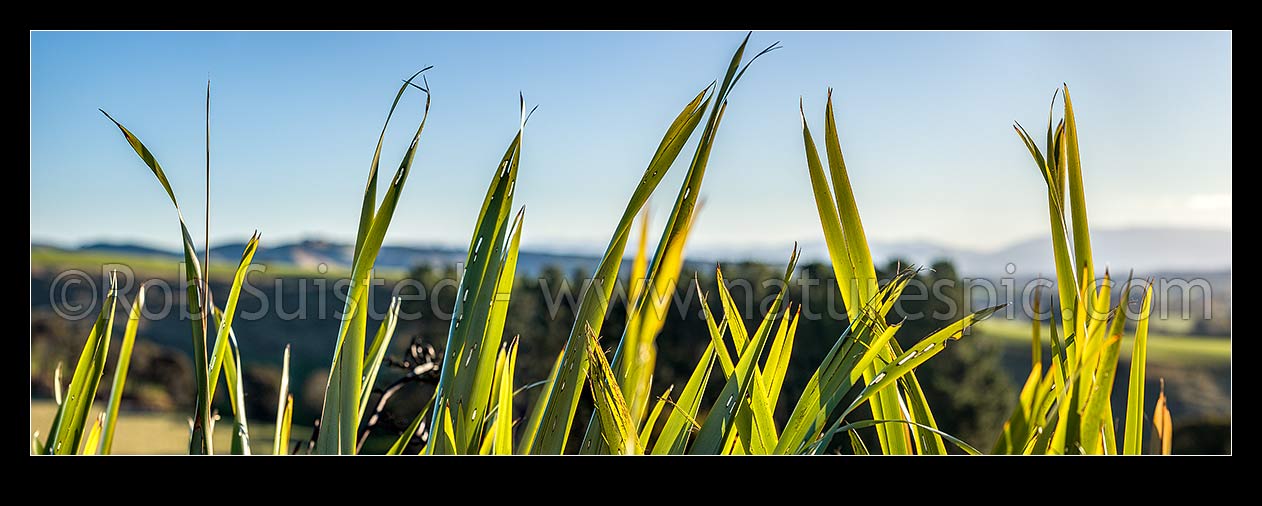 Image of Flax leaves backlit and glowing green by afternoon sunlight (Phormium tenax). Panorama with rural backdrop, New Zealand (NZ) stock photo image