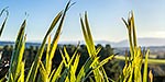 Flax leaves