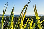 Flax leaves