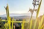 Flax leaves panorama