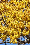 Kowhai tree flowers