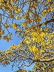 Kowhai tree flowers