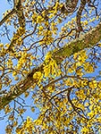 Kowhai tree flowers