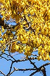 Kowhai tree flowers