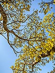 Kowhai tree flowers