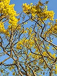 Kowhai tree flowers